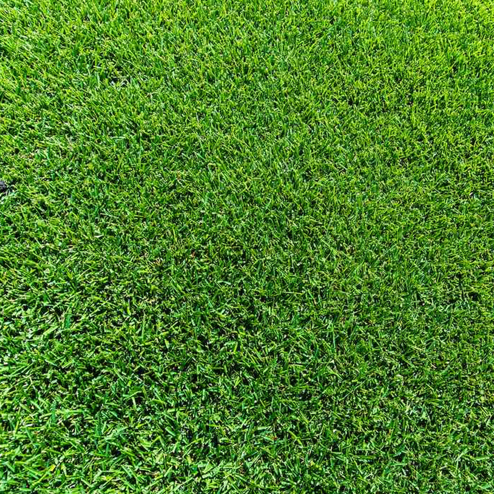 Sir Grange Zoysia Turf