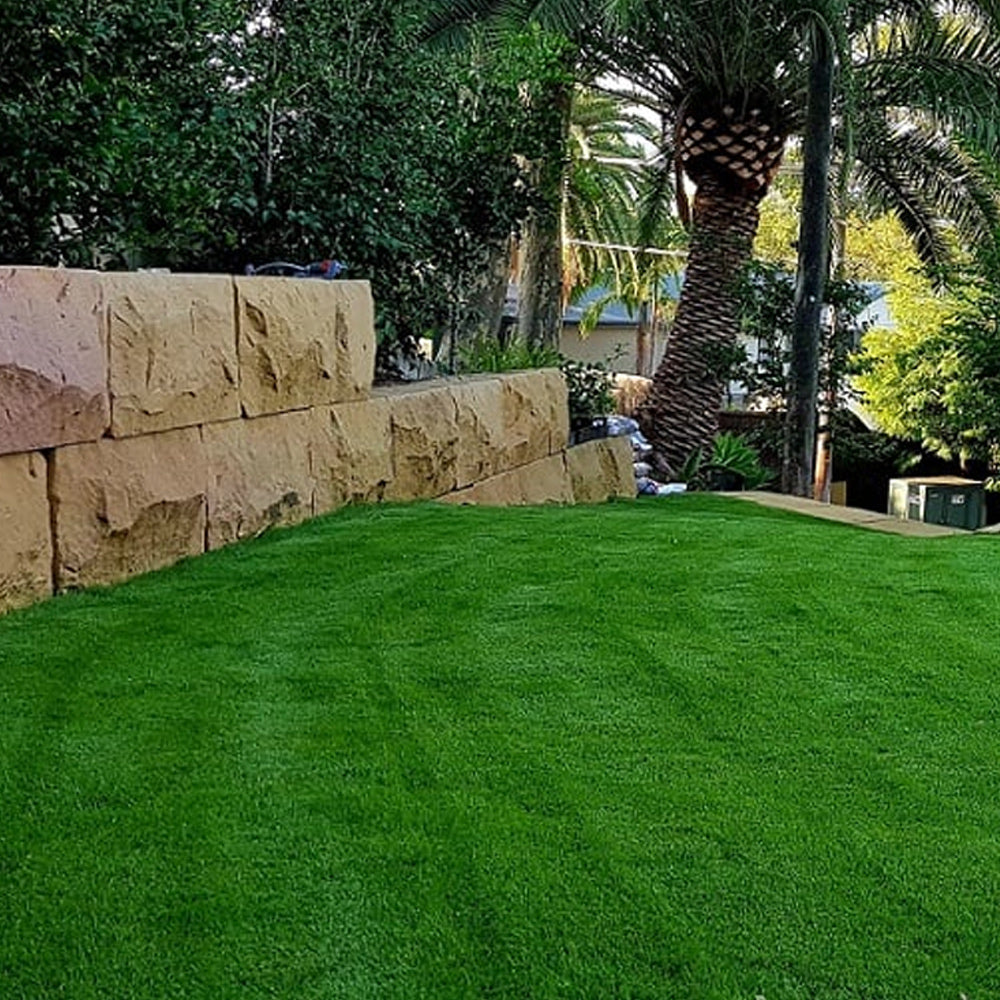 Sir Grange Zoysia Turf