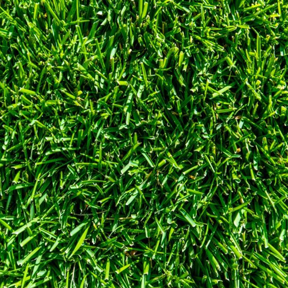 Tiftuf Hybrid Bermuda Turf