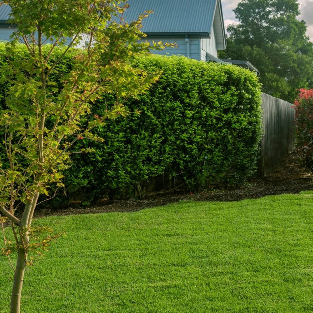 Zoysia Australis Turf